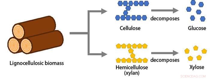 Revolutionary Metabolic Engineering Enhances Polymer Raw Material Production