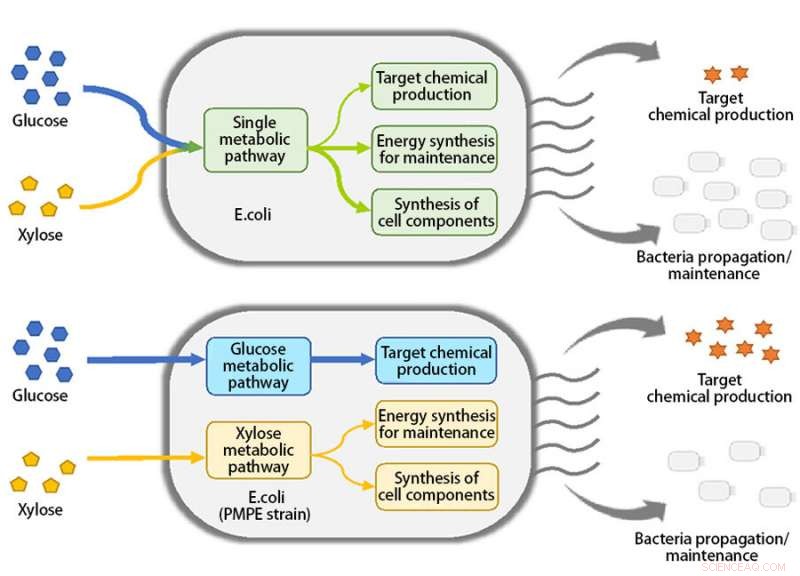 Revolutionary Metabolic Engineering Enhances Polymer Raw Material Production