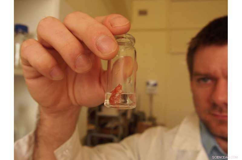 Scientists Reveal Vitamin B4 Technique to Detect Phenols in Smoked Foods