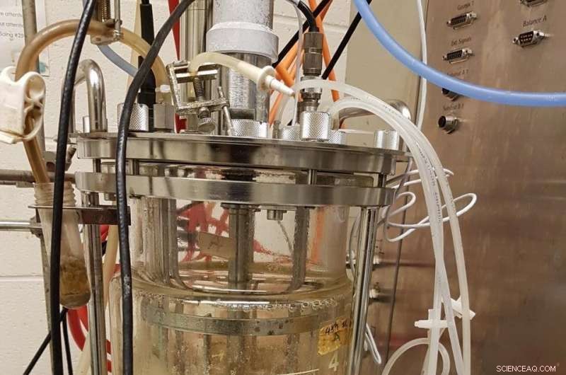 Innovative Eco-Friendly Process Cuts Biofuel Costs Using Microbes and Sewage Sludge