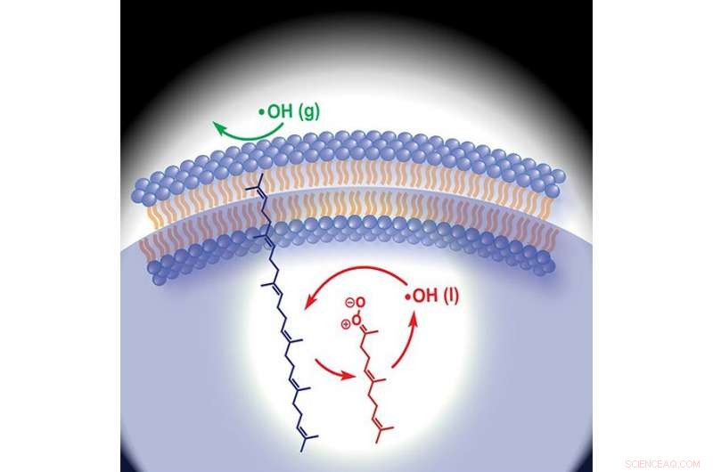 New Research Links Criegee Intermediates to Aging and Food Spoilage