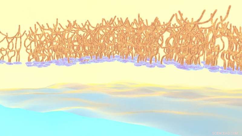 Polymers Navigate the Complex Oil‑Water Interface: Insights from Real‑Time Self‑Assembly Studies