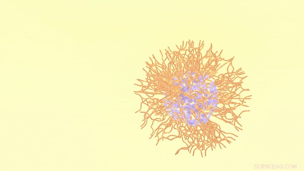 Polymers Navigate the Complex Oil‑Water Interface: Insights from Real‑Time Self‑Assembly Studies