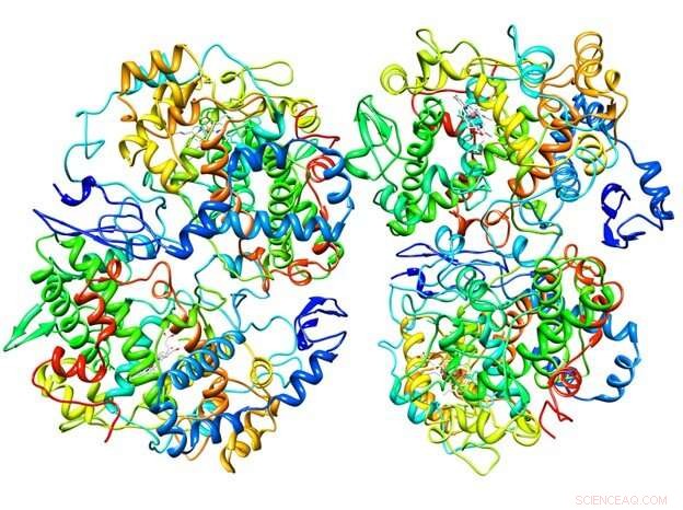CoxFluor Probe Unveils COX-2 Target, Advancing Anti-Inflammatory Drug Development
