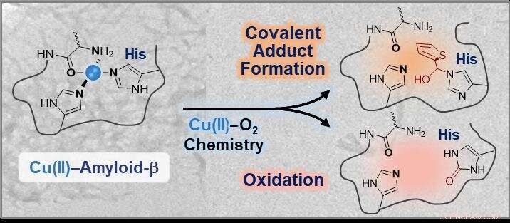 Copper Coordination Chemistry and Its Role in Alzheimer’s Disease