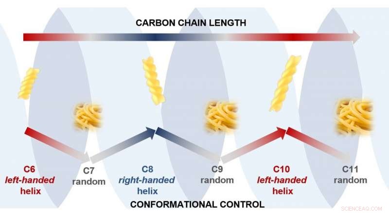 Carbon Chains Twist into Fusilli or Spaghetti Shapes Based on Odd or Even Atom Counts