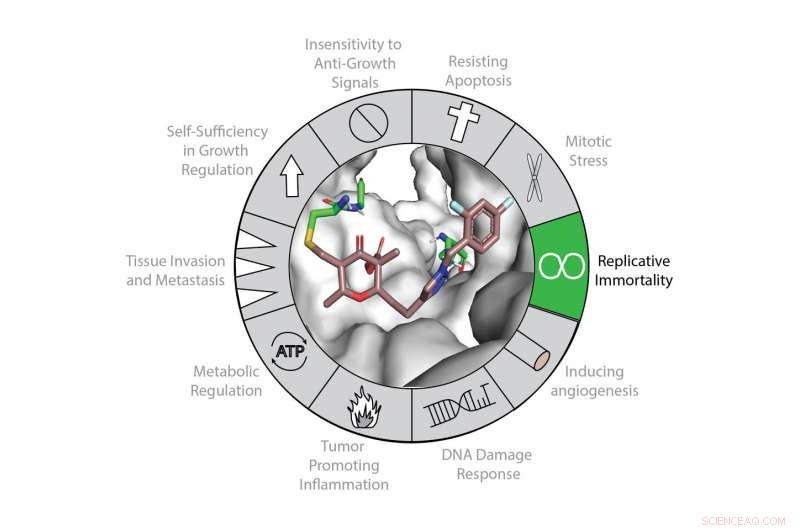 Chemists Develop Novel Inhibitors to Target Telomerase and Halt Cancer Cell Immortality