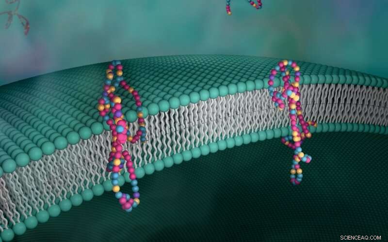 Engineered Synthetic Proteins Match Natural Counterparts in Proton Transport Efficiency