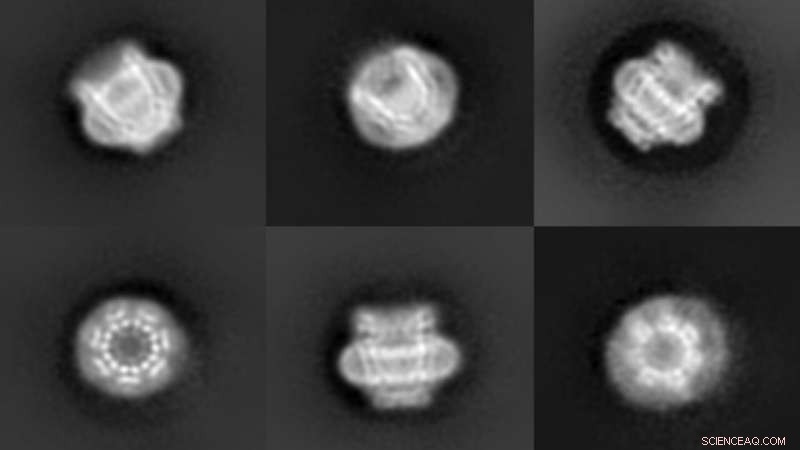 High‑Resolution Images of Cellular Pores Could Accelerate Scientific Breakthroughs