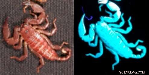 Scorpions Produce Fluorescent Compound That May Shield Them from Parasites