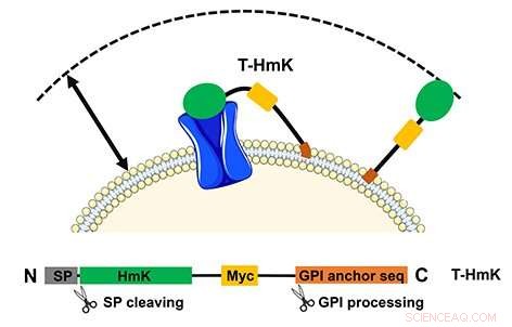 Zombie Scanning Illuminates Peptide-Receptor Interactions on Cell Surfaces