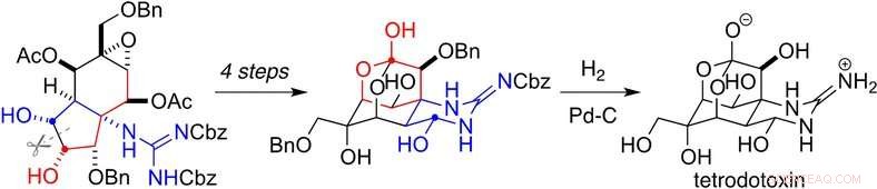 In Vitro Production of Tetrodotoxin: A Laboratory Approach