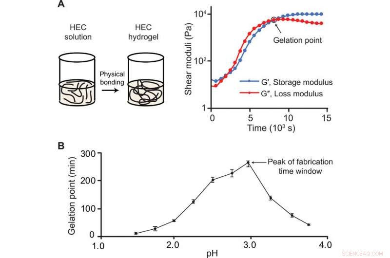 Pioneering 3D Printing of Cellulose Materials with Continuous Multidirectional Stiffness Gradients