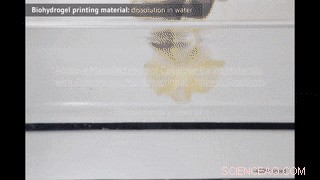 Pioneering 3D Printing of Cellulose Materials with Continuous Multidirectional Stiffness Gradients