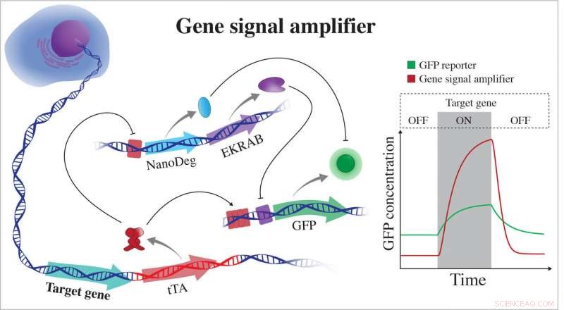 New Protein Dynamics Revealed by Strong Gene Signals