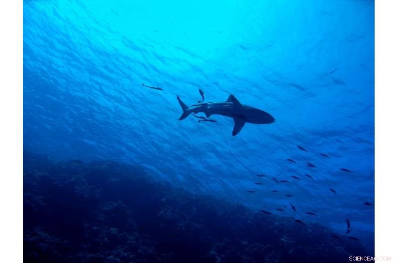 New Acoustic Smart Material Mimics Shark Skin to Enhance Sound Control