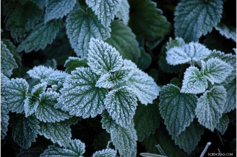 Leaf-Inspired Surface Design Drastically Reduces Frost Build‑Up