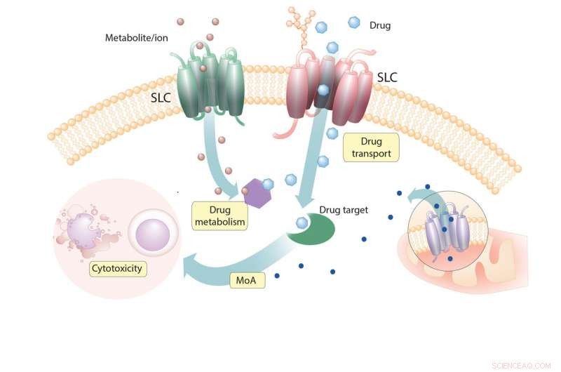 How Solute Carrier Proteins Shape Cytotoxic Drug Efficacy in Human Cells