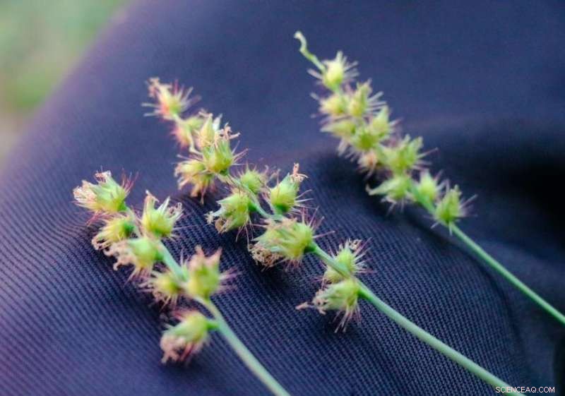 Quantum Imaging Uncovers Magnetite in Chiton Teeth