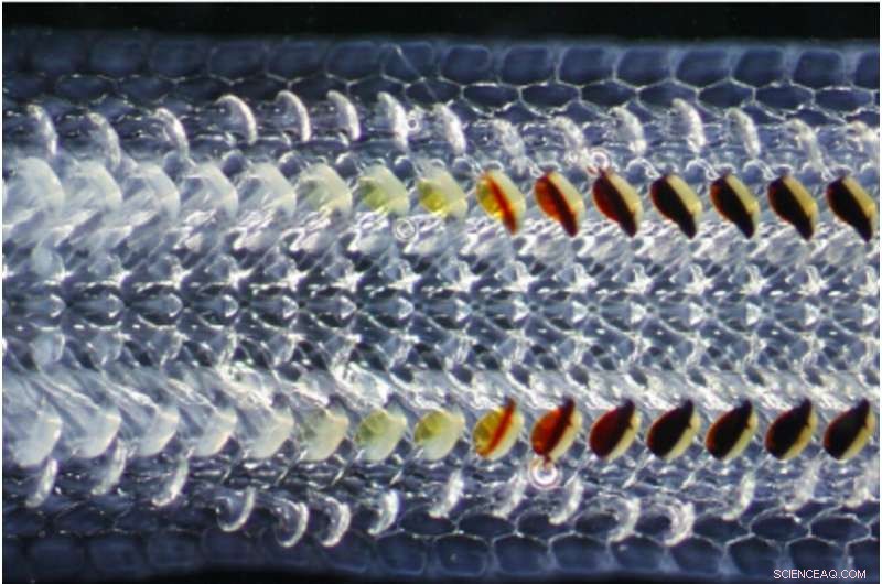 Quantum Imaging Uncovers Magnetite in Chiton Teeth