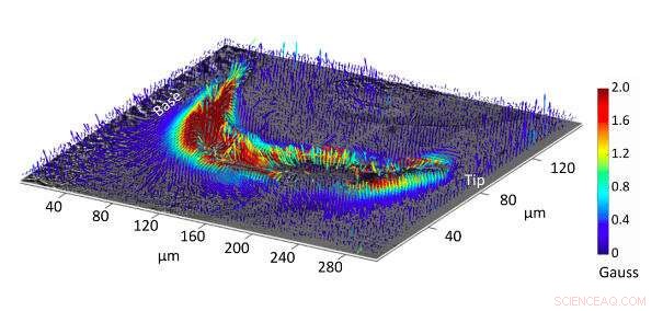 Quantum Imaging Uncovers Magnetite in Chiton Teeth