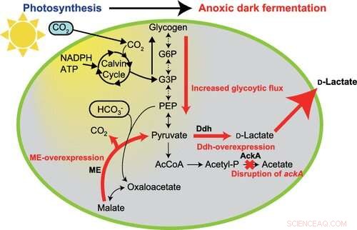 Cyanobacteria-Driven Method Produces D‑Lactate at High Rates, Transforming Bioplastic Production