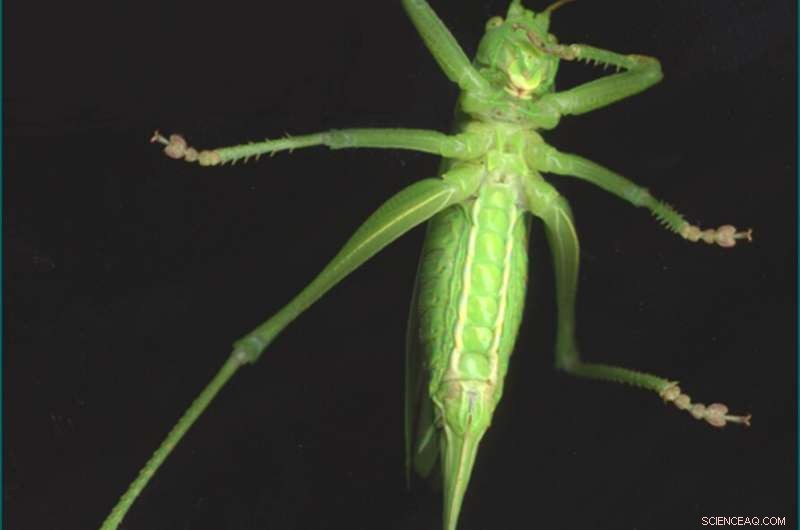 Scientists Design Grasshopper‑Inspired Adhesive for Multi‑Surface Applications