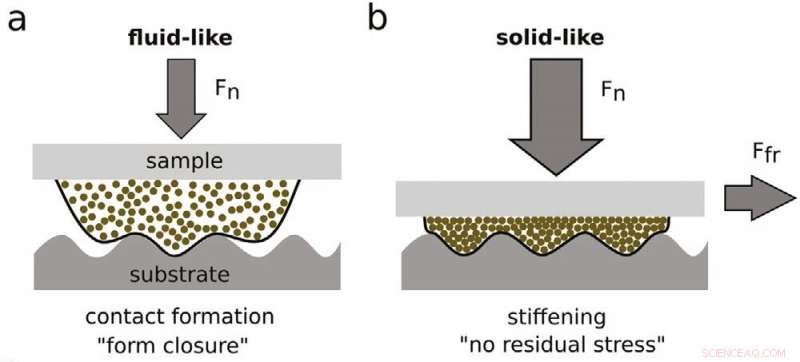 Scientists Design Grasshopper‑Inspired Adhesive for Multi‑Surface Applications