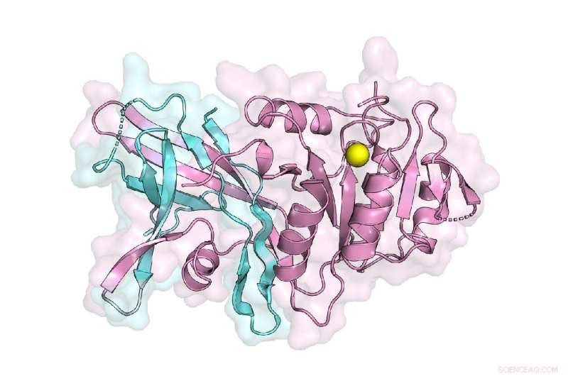 Scientists Reveal 3D Structure of Lipin Enzyme, Key to Triglyceride Production