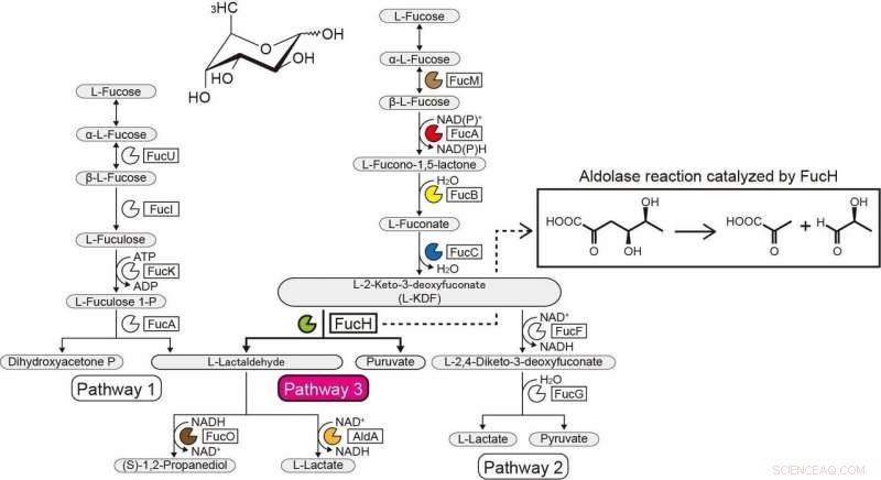 Uncovering a Novel L-fucose Metabolic Pathway in Strictly Anaerobic Pathogenic Bacteria