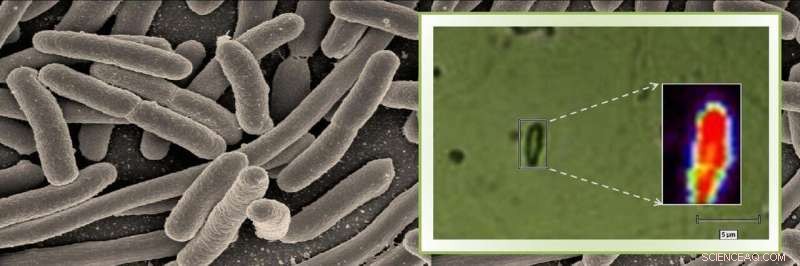 Rapid Detection of Pathogenic Bacteria with Raman Microspectroscopy