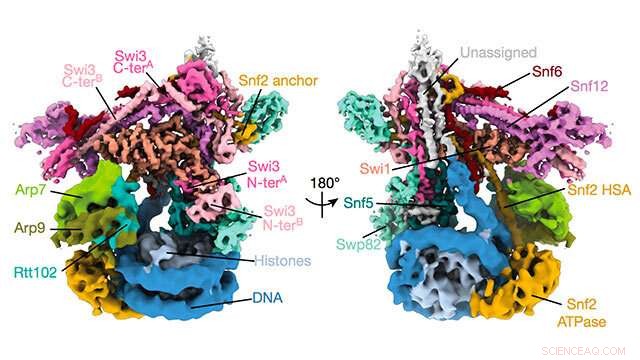Northwestern Researchers Elucidate Structure of the SWI/SNF Chromatin Remodeling Complex
