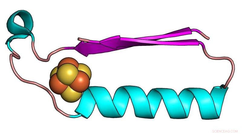 Rutgers Scientists Reveal the Origins of Life‑Building Protein Structures