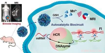Advanced MicroRNA Amplification and Imaging for Early Tumor Detection