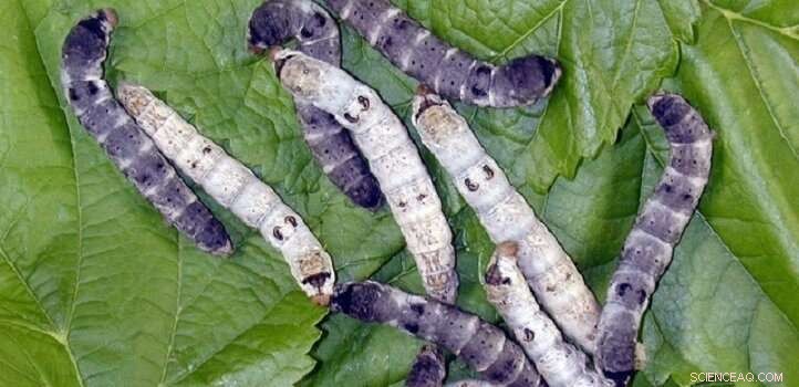 Engineered Silkworms Produce E‑Selectin, a Key Adhesion Protein for Medical Research