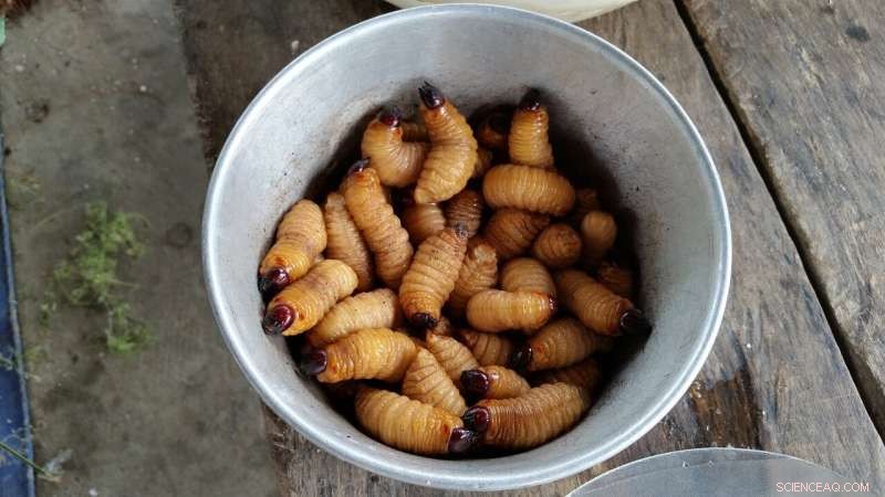 Molecular Maggot Analysis Enhances Forensic Investigations