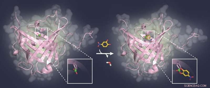 Inhibiting Sugar Structures on Viruses and Tumor Cells: A Novel Therapeutic Strategy