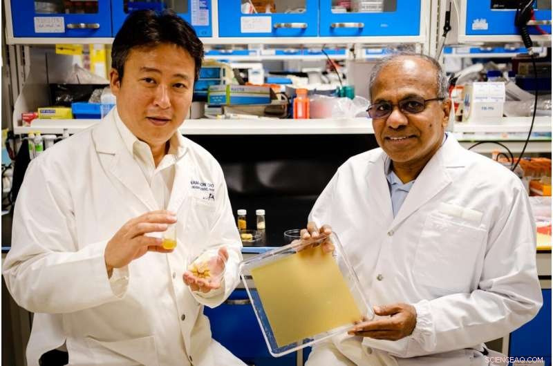 Scientists Convert Ultra‑Tough Pollen into Flexible, Eco‑Friendly Materials