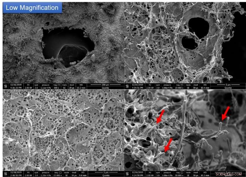 New Starch‑Cellulose Plastic Degrades in Water, Offering a Breakthrough Against Marine Pollution