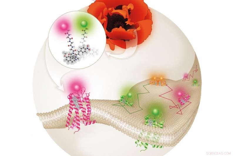 New Molecular Probes Reveal Opioid Receptor Pairing