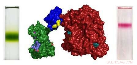 University of Bristol Scientists Engineer Photosynthetic Proteins to Boost Solar Energy Conversion