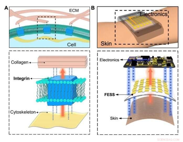 Freestanding Wearable Electrochemical Sensor System for Real‑Time Biomarker Monitoring