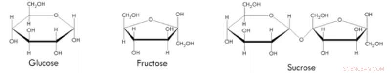 Runny Honey, Furry Spinach, and Shiny Apples: Unexpected Food Science Revealed