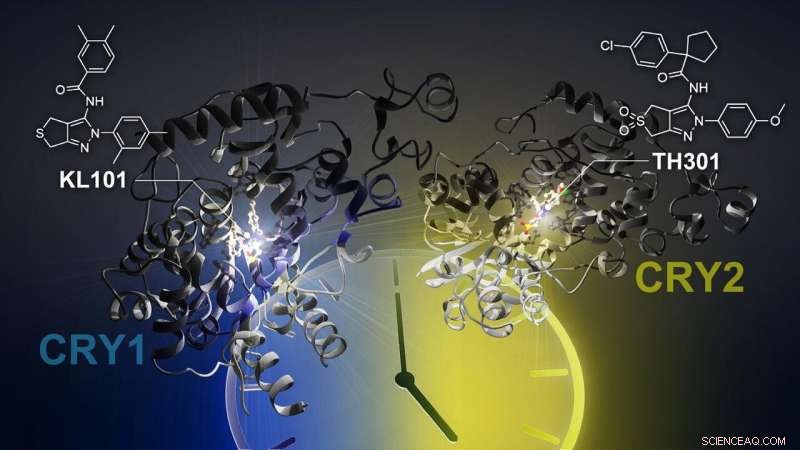 New Compounds Target the Circadian Clock: Discovery of KL101 and TH301