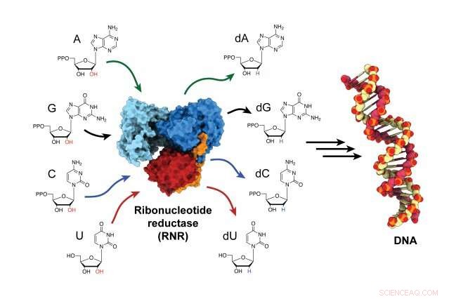 Biochemists Capture and Visualize Enzyme Activation in Real Time