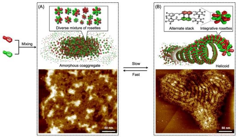 Self‑Sorting Drives the Creation of Innovative Helical Supramolecular Copolymers