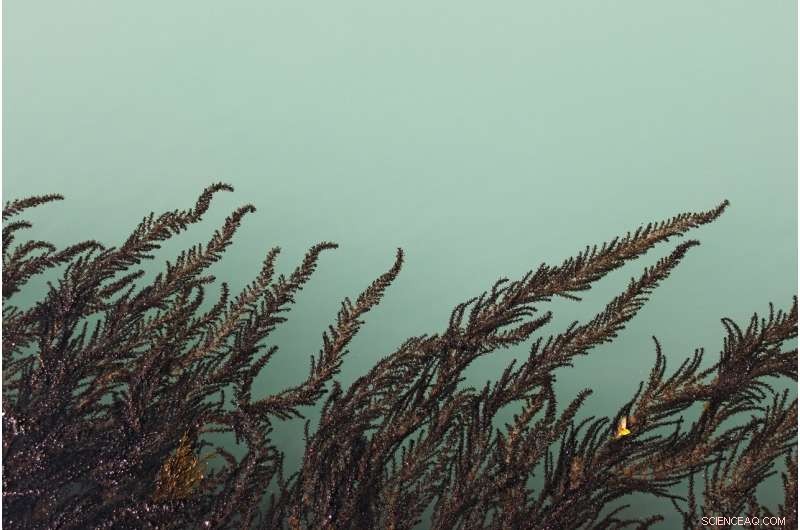 Eco-Friendly Catalyst Converts Nitrate Pollution into Nitrite, Promoting Sustainable Water Quality