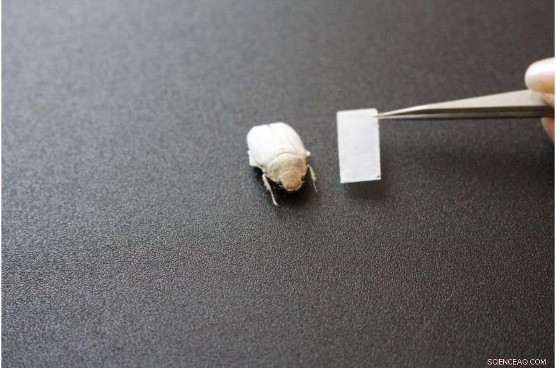 Innovative Pigment-Free White Coatings from Nanostructured Polymer Foils