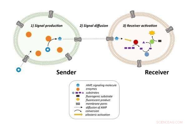 Artificial Cells Achieve Long-Range Communication Through Signal Amplification
