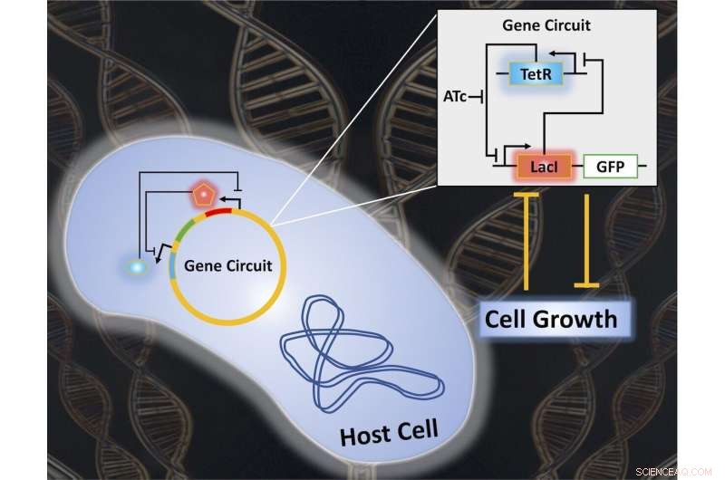 Researchers Uncover Breakthroughs in Synthetic Gene Circuit Design